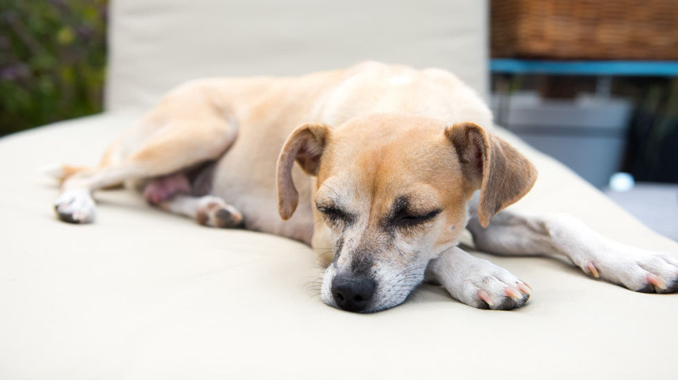 Bill & Coo - pet friendly Bill & Coo - pet friendly