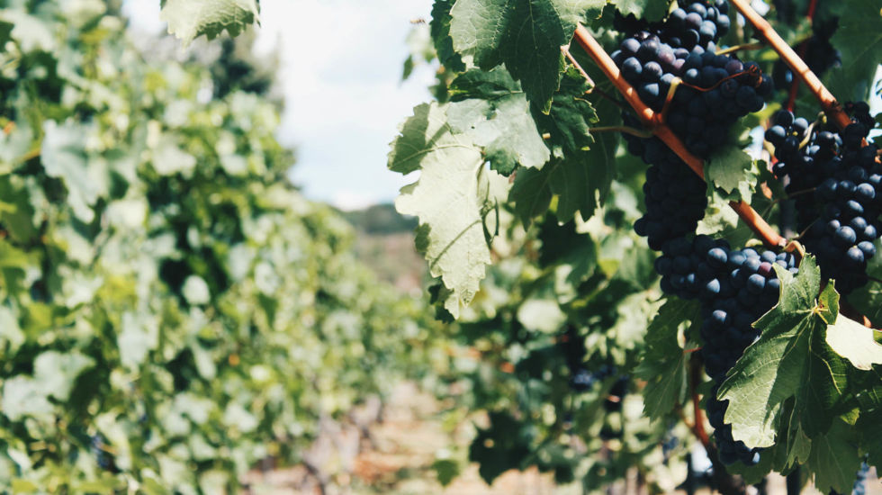 Village Heights Resort - Local Activities - Vineyards Village Heights Resort - Local Activities - Vineyards